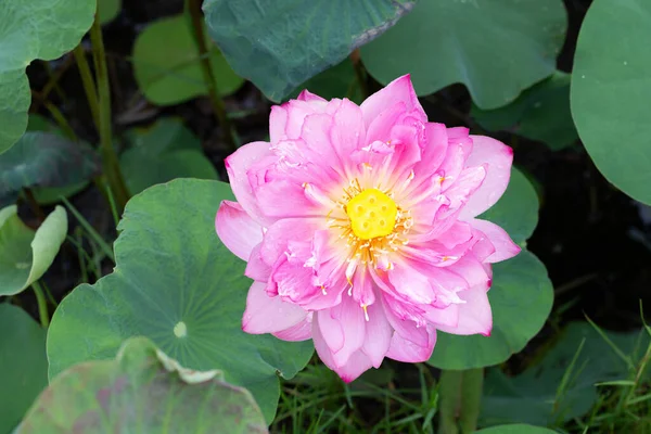 Pink Lotus Flower Blooming Pond Green Leaves — Photo