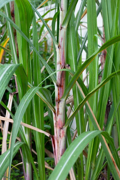 Sugar Cane Plant Green Leaves — Φωτογραφία Αρχείου