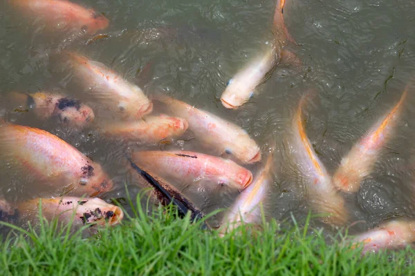 Red Tilapia Fish Pond — Stock Photo, Image