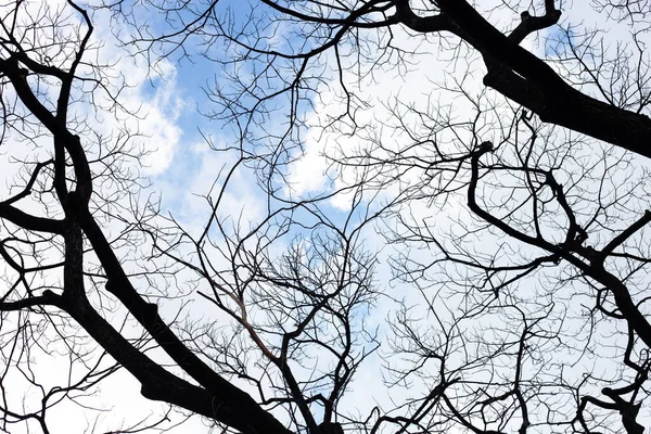 Dead Branches Tree Silhouette Blue Sky Cloud — стоковое фото