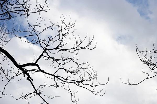 Dead Branches Tree Silhouette Blue Sky Cloud — 图库照片