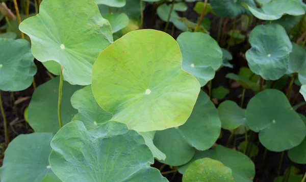Leaves Lotus Pond — 스톡 사진