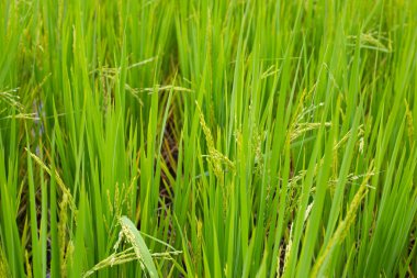 Pirinç tarlasında pirinç bitkisi.