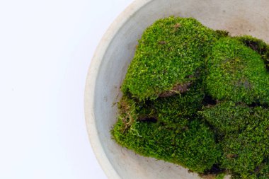 beyaz zemin üzerine yeşil yosun.