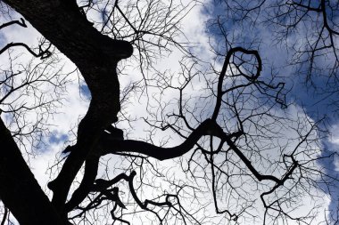 Mavi gökyüzü ve bulutlu ölü dallar.