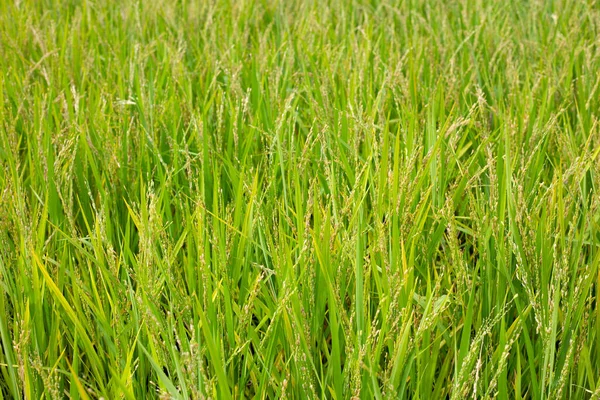 Planta Arroz Campo Arroz — Foto de Stock