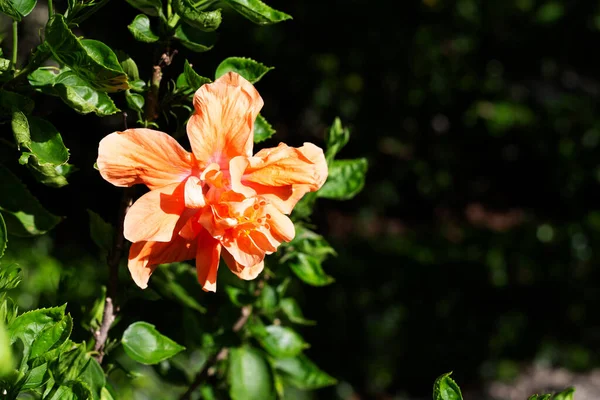 Blüte Des Hibiskus Blume Auf Baum — Stockfoto