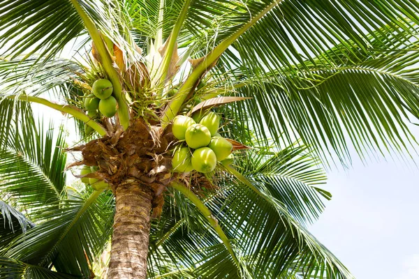 Coconut tree with bunches of coconut fruits
