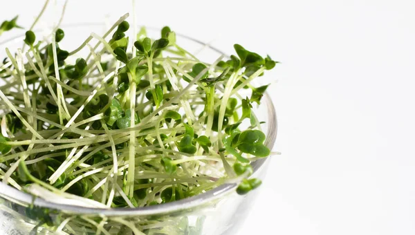 Organic Kale Sprouts White Background — Foto de Stock