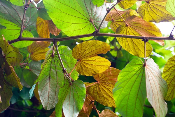 Bauhinia Aureifolia Nebo Zlaté Listy Bauhinia — Stock fotografie