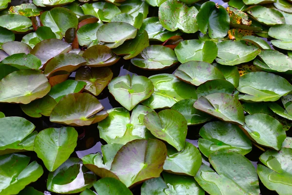 Nymphaea Lotus Leaves Pond — Stock Photo, Image