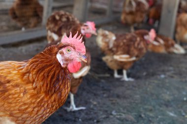 Tavuk çiftliğinde tavuklar. Organik kümes hayvanları.