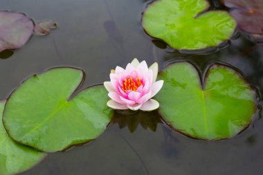 Nymphaea lotus flower with leaves, Beautiful blooming pink water lily