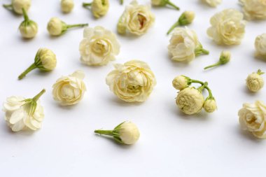 Beyaz arka planda yasemin çiçeği.