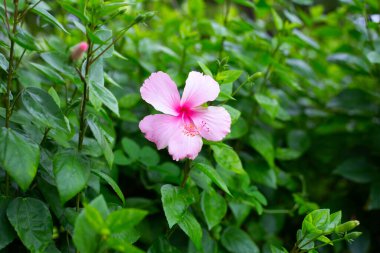 Blossom of pink hibiscus flower on tree