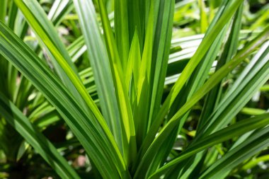 Green pandan leaves in the garden.