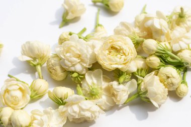 Beyaz arka planda yasemin çiçeği.