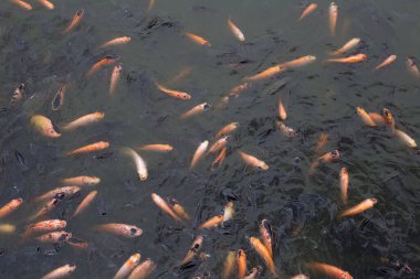 Göletteki Kırmızı Tilapia Balığı