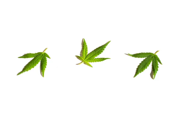 Świeże Liście Marihuany Białym — Zdjęcie stockowe