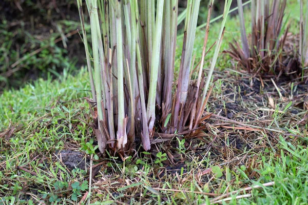 Lemongrass Clump Garden — Stok Foto