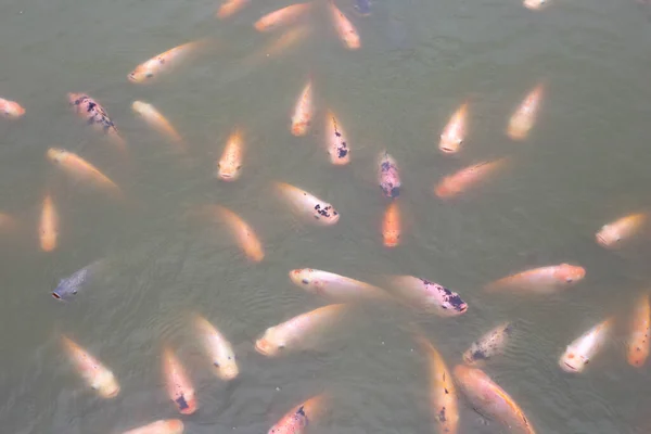 池塘里的红罗非鱼 — 图库照片
