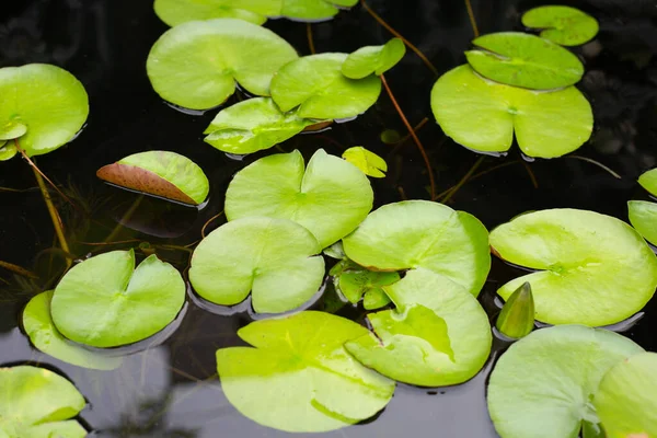 Leaves Lotus Water Lily — ストック写真