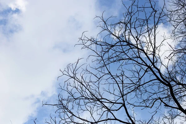 Dead Branches Tree Silhouette Blue Sky Cloud — 图库照片