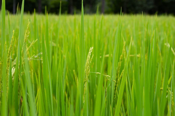 Pirinç Tarlasında Pirinç Bitkisi — Stok fotoğraf