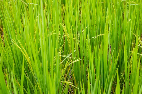 Reispflanze Reisfeld — Stockfoto