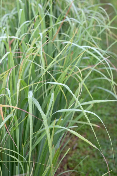 Lemongrass Clump Garden – stockfoto