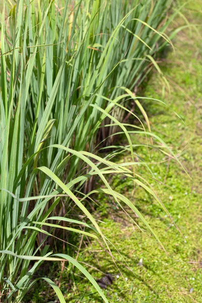 Lemongrass Clump Garden — стоковое фото