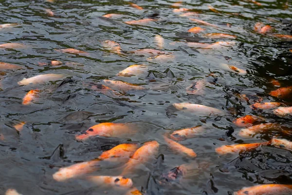 Red Tilapia Fish Pond — Stock Photo, Image