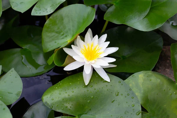 Nymphaea Lotus Flower Leaves Beautiful Blooming Water Lily — Fotografia de Stock