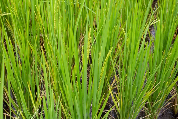 Planta Arroz Campo Arroz —  Fotos de Stock