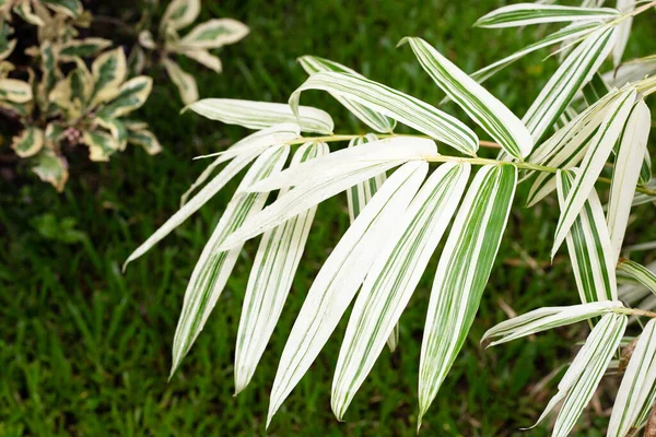 Folhas Brancas Verdes Bambu Plantas Variegadas — Fotografia de Stock
