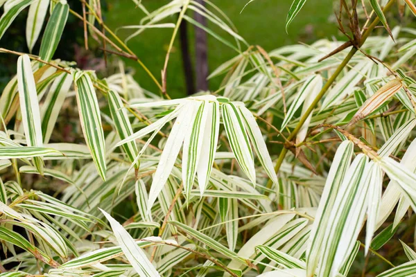 White Green Leaves Bamboo Variegated Plants — Stockfoto