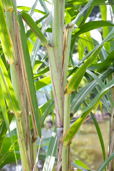 Sugar Cane Plant Green Leaves — ストック写真