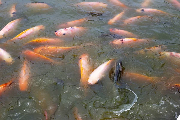 Red Tilapia Fish Pond — Stock Photo, Image