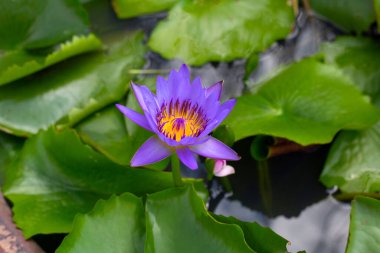 Nymphaea lotus flower with leaves, Beautiful blooming water lily