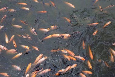 Göletteki Kırmızı Tilapia Balığı