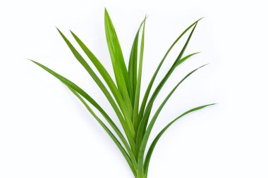 taze pandan beyaz zemin üzerine bırakır..