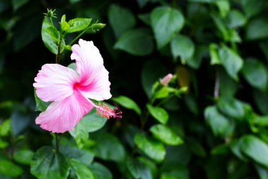 Blossom of pink hibiscus flower on tree
