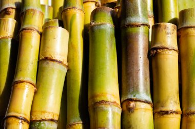 Şeker kamışını dikmek için kes