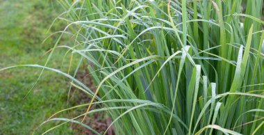 Bahçede limon çimi yığını