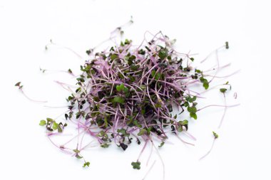 Beyaz arka planda organik kırmızı lahana filizleri.