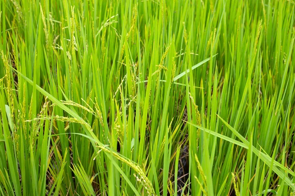 Рисова Рослина Рисовому Полі — стокове фото
