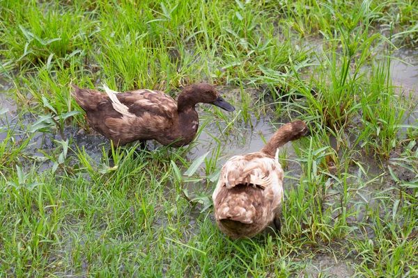 Free range duck farm. Natural organic duck