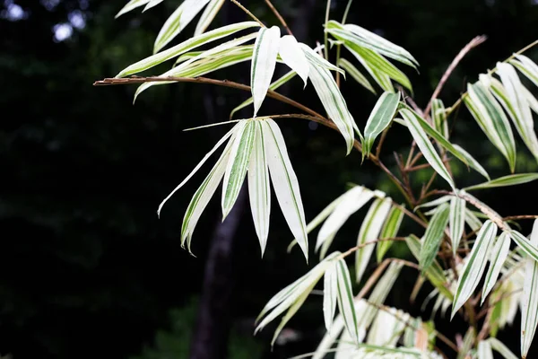 White Green Leaves Bamboo Variegated Plants — Stok fotoğraf