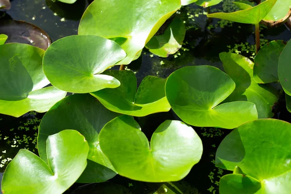 Leaves Lotus Water Lily — ストック写真