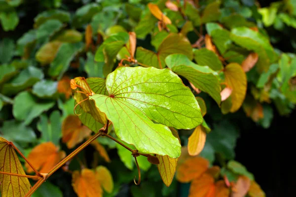 Bauhinia Aureifolia Bauhinia Folha Ouro — Fotografia de Stock